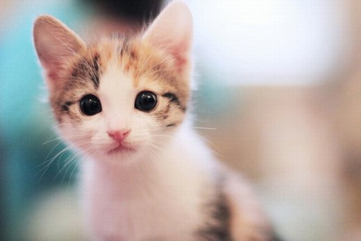 点击大图看下一张：一组淘气可爱的小猫图片