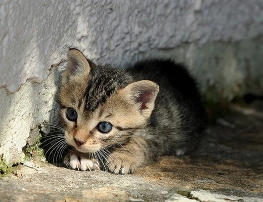 点击大图看下一张：一组淘气可爱的小猫图片