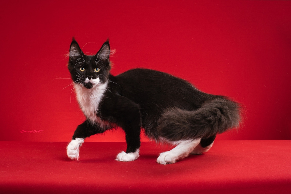 点击大图看下一张：红色背景拍摄的缅因库恩猫图片
