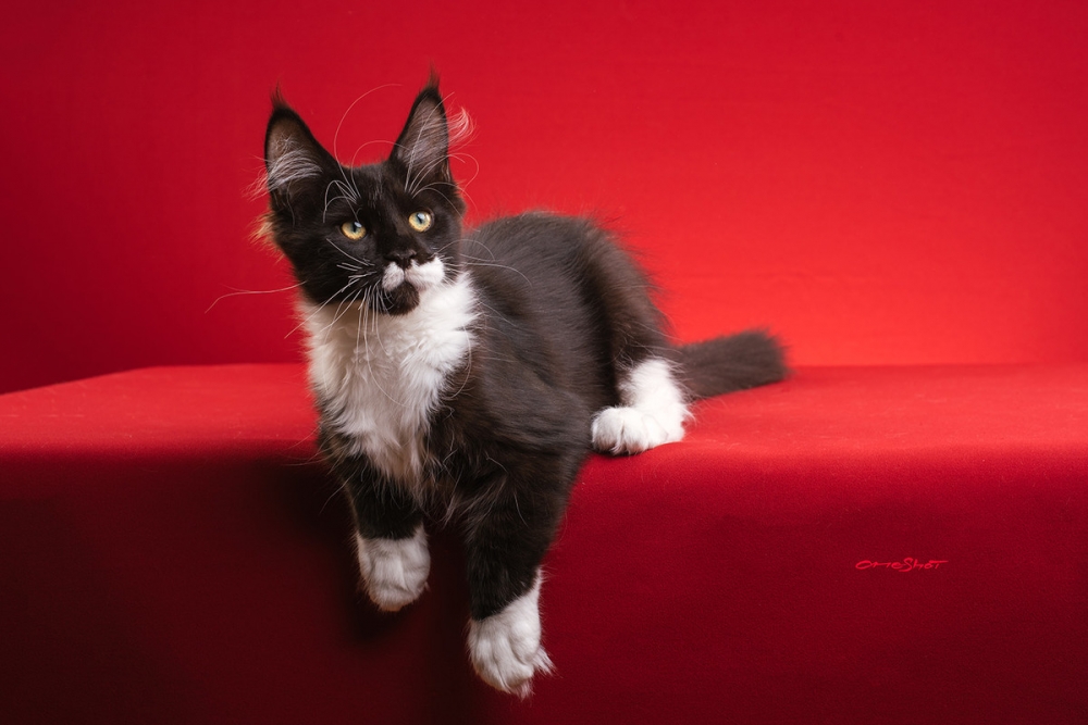 点击大图看下一张：红色背景拍摄的缅因库恩猫图片