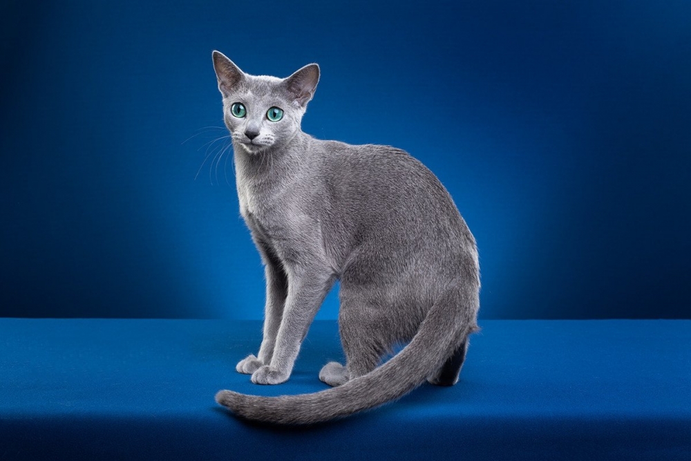 点击大图看下一张：俄罗斯蓝毛猫图片