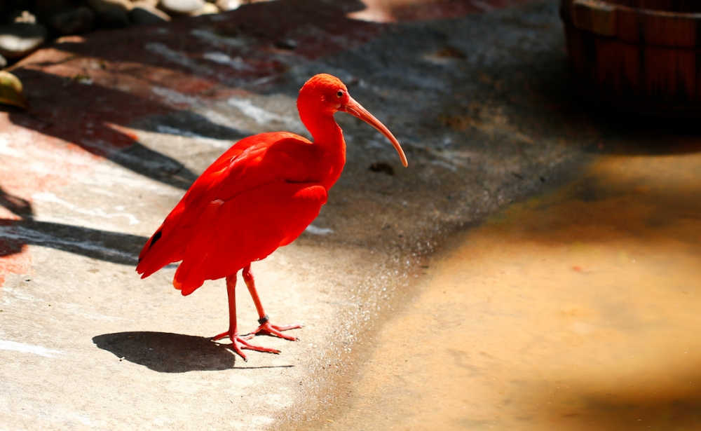 点击大图看下一张：濒危动物红鹮鸟图片欣赏