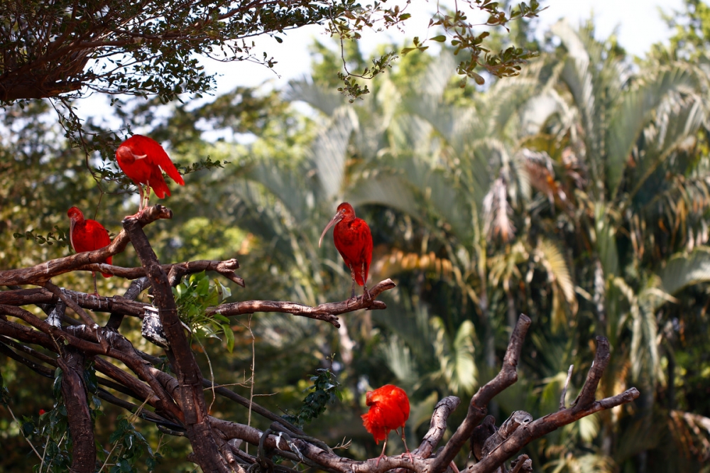 点击大图看下一张：濒危动物红鹮鸟图片欣赏