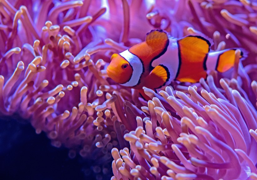 点击大图看下一张：海底世界颜色鲜艳的小丑鱼图片
