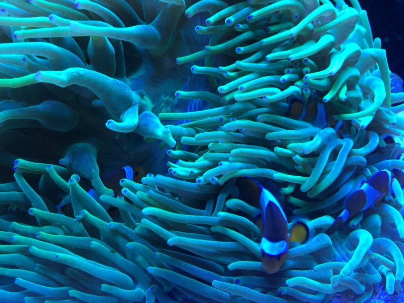 点击大图看下一张：海底世界颜色鲜艳的小丑鱼图片