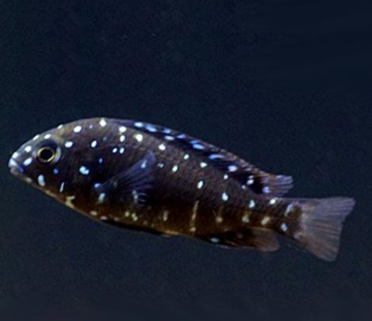 点击大图看下一张：夜明珠热带观赏宠物鱼图片