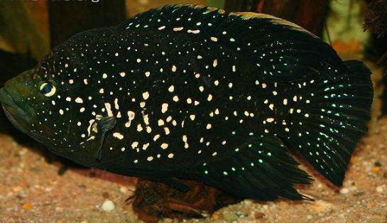 点击大图看下一张：夜明珠热带观赏宠物鱼图片