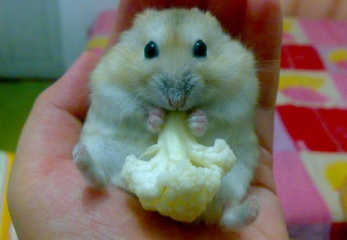 点击大图看下一张：爱吃蔬菜的小仓鼠图片