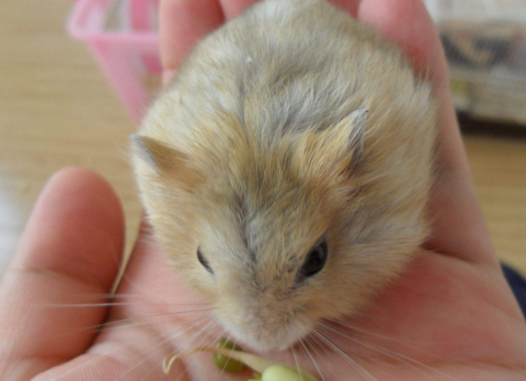 点击大图看下一张：爱吃蔬菜的小仓鼠图片