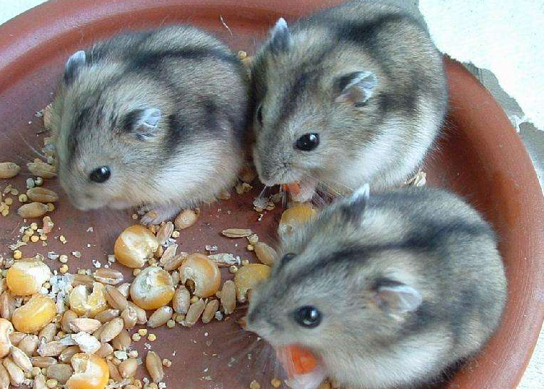 点击大图看下一张：一群可爱小小的仓鼠图片
