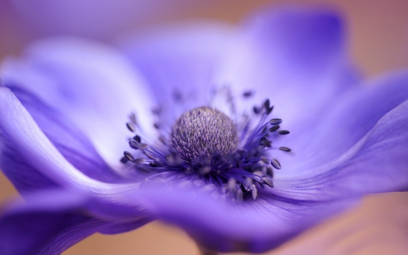 点击大图看下一张：朴素唯美的银莲花图片欣赏