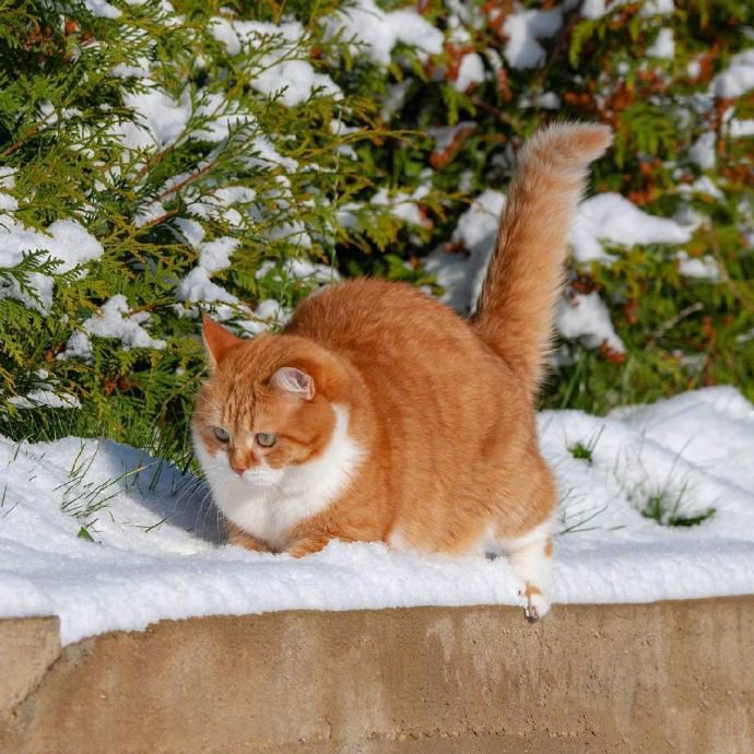 点击大图看下一张：俄罗斯胖橘今年的霜雪地玩耍照