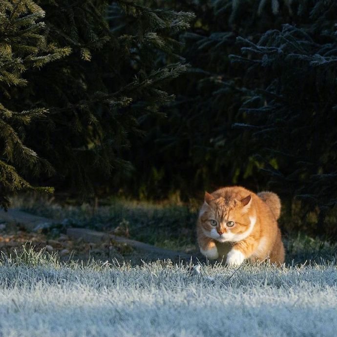 点击大图看下一张：俄罗斯胖橘今年的霜雪地玩耍照