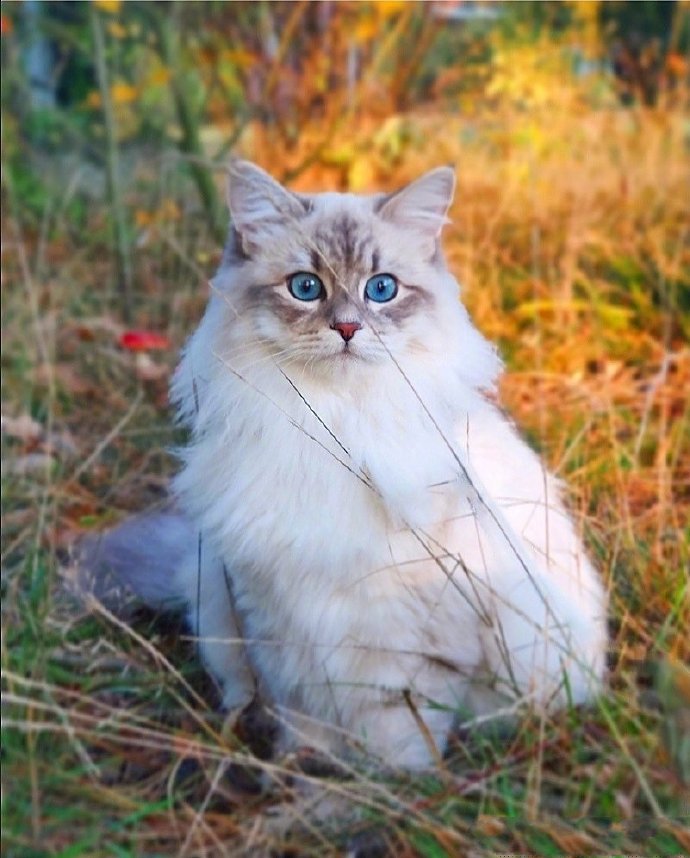 点击大图看下一张：一只比利时的西伯利亚森林猫，神仙喵仙女