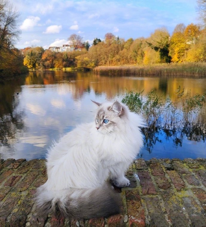 点击大图看下一张：一只比利时的西伯利亚森林猫，神仙喵仙女