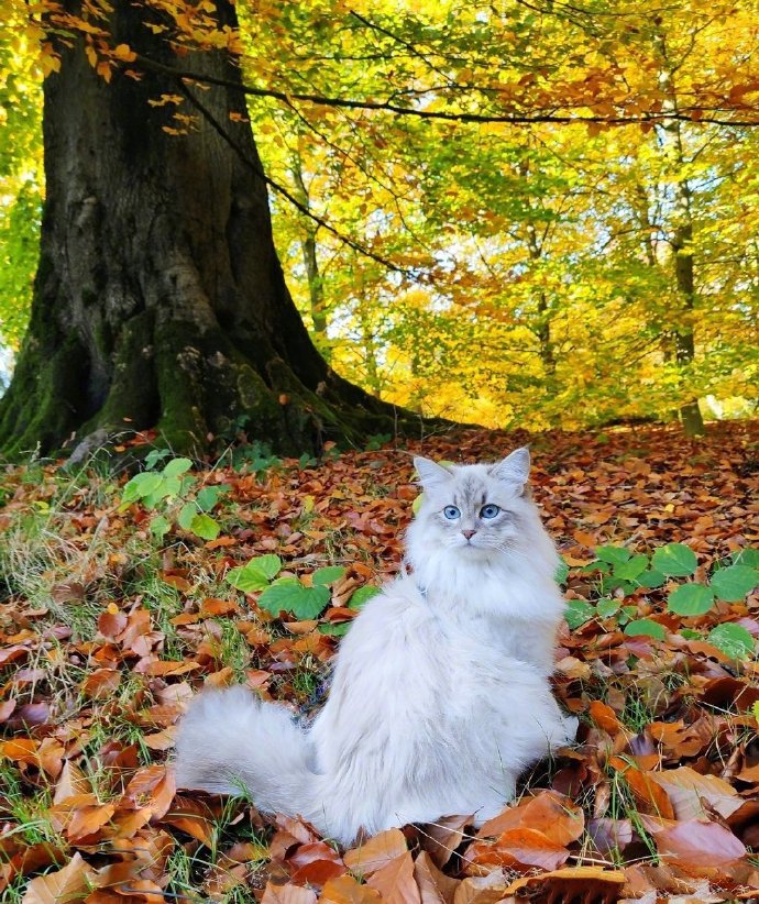 点击大图看下一张：一只比利时的西伯利亚森林猫，神仙喵仙女