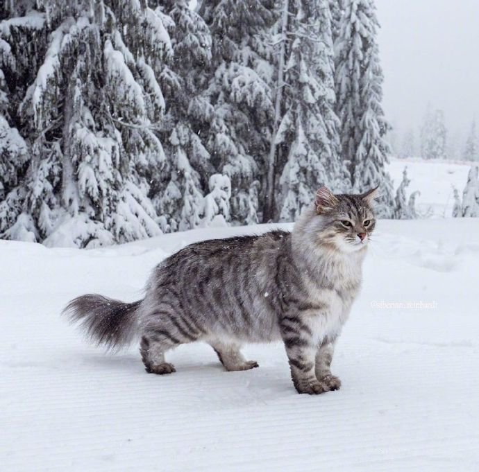 点击大图看下一张：在温哥华林间雪地上漫步的西伯利亚森林猫