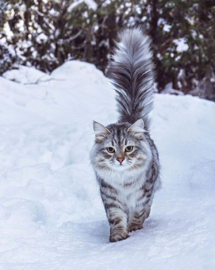 点击大图看下一张：在温哥华林间雪地上漫步的西伯利亚森林猫