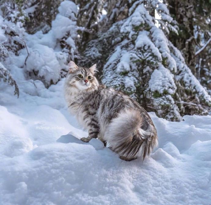 点击大图看下一张：在温哥华林间雪地上漫步的西伯利亚森林猫