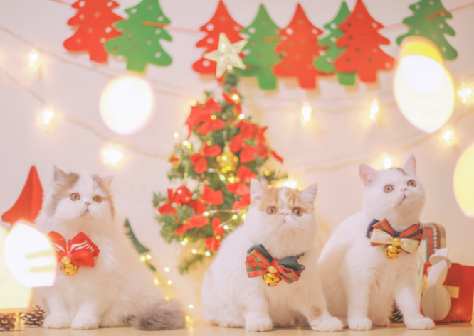 点击大图看下一张：萌萌哒圣诞装饰的小猫咪图片