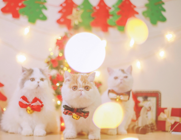 点击大图看下一张：萌萌哒圣诞装饰的小猫咪图片