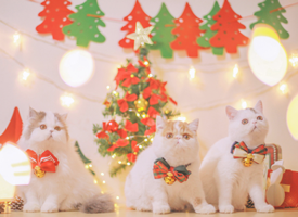 萌萌哒圣诞装饰的小猫咪图片