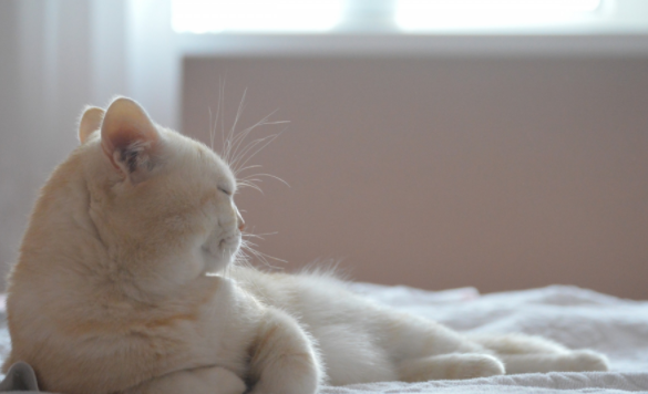 点击大图看下一张：萌萌哒迷你小猫咪图片