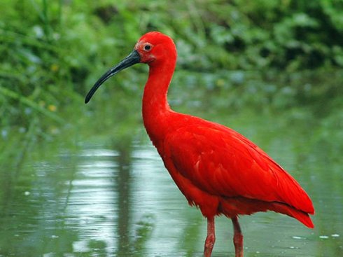 点击大图看下一张：极品红色鸟类——红鹮
