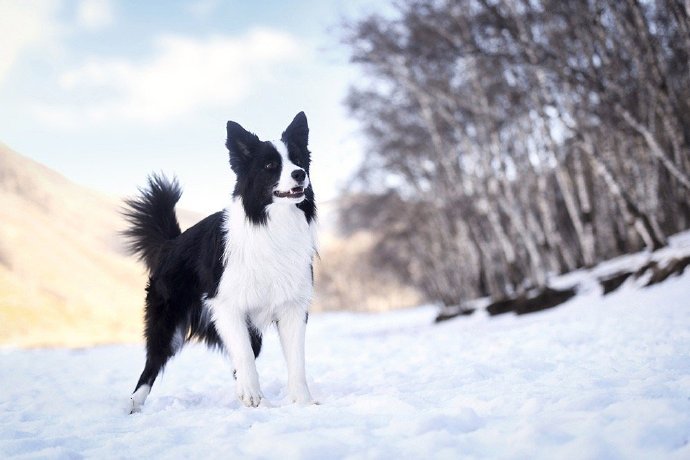 点击大图看下一张：一组玩雪的黑色狗狗图片欣赏