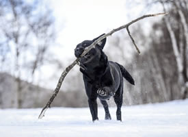 一组玩雪的黑色狗狗图片欣赏