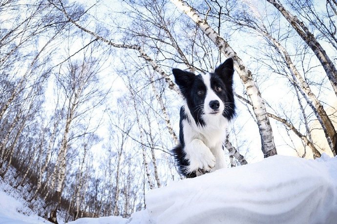 点击大图看下一张：一组玩雪的黑色狗狗图片欣赏