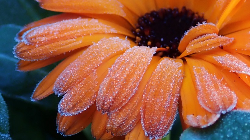 点击大图看下一张：清新美丽的万寿菊花图片
