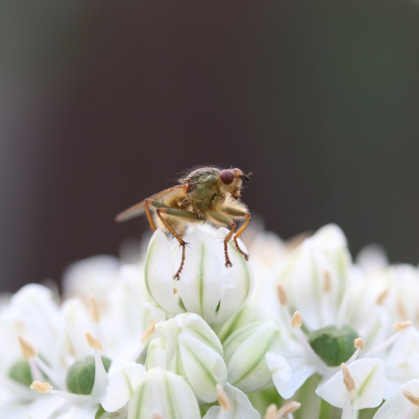 点击大图看下一张：停在花上采蜜的蜜蜂图片