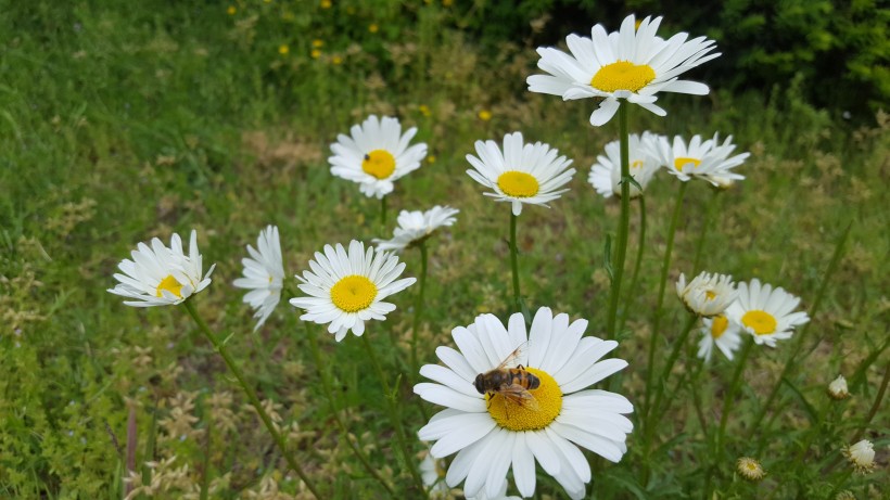 点击大图看下一张：停在花上采蜜的蜜蜂图片