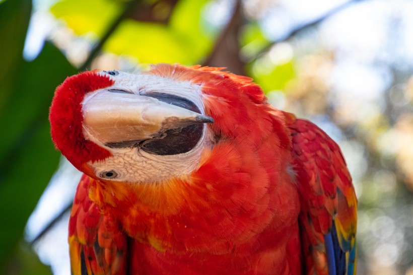 点击大图看下一张：羽毛特别漂亮的猩红金刚鹦鹉图片