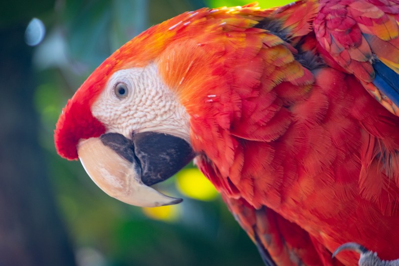 点击大图看下一张：羽毛特别漂亮的猩红金刚鹦鹉图片