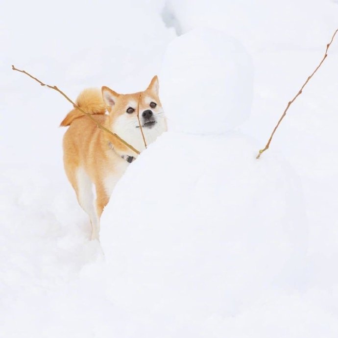 点击大图看下一张：在雪地里玩耍的柴柴，好开心