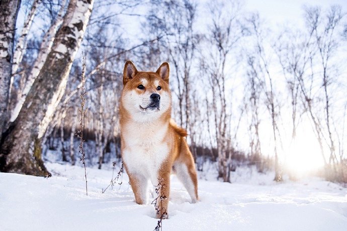 点击大图看下一张：在雪地里快乐玩耍的狗狗