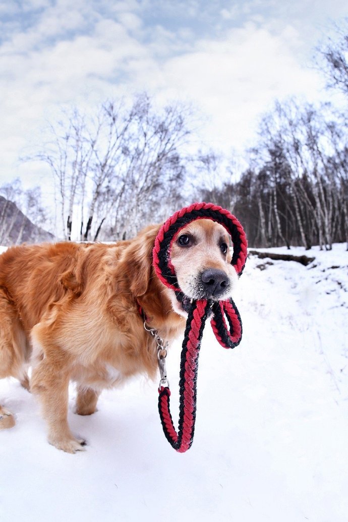 点击大图看下一张：在雪地里快乐玩耍的狗狗