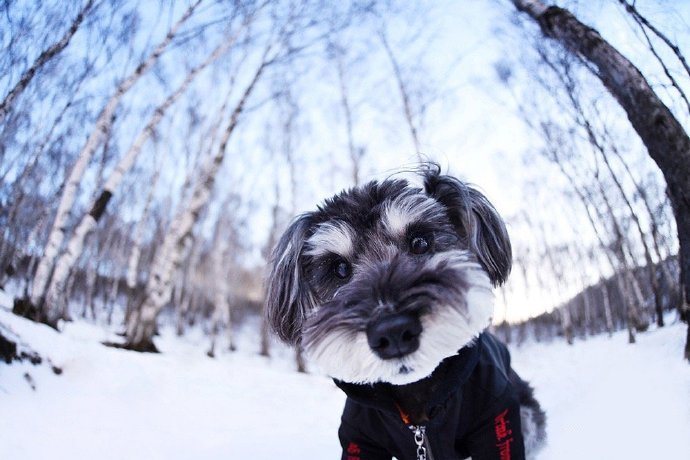 点击大图看下一张：在雪地里快乐玩耍的狗狗