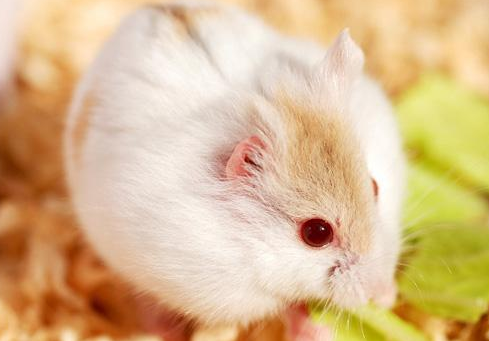 点击大图看下一张：一组可爱萌萌的琥珀仓鼠图片