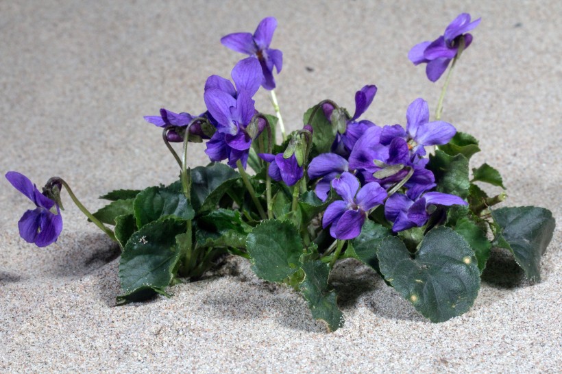点击大图看下一张：质朴而神秘的紫罗兰花图片