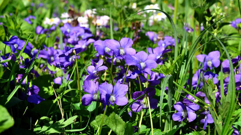点击大图看下一张：质朴而神秘的紫罗兰花图片