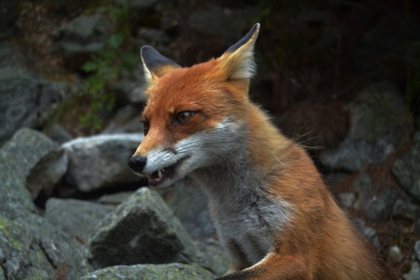 点击大图看下一张：灵敏可爱的狐狸图片