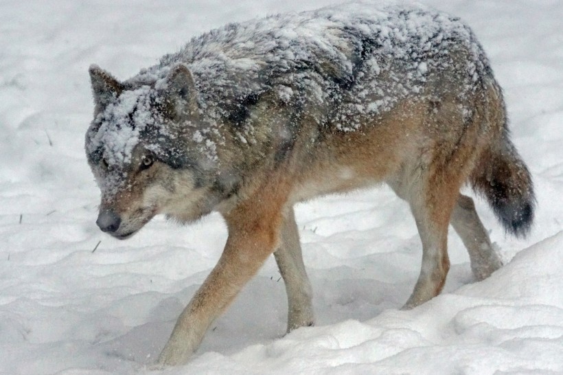 点击大图看下一张：凶狠残暴的野狼图片欣赏
