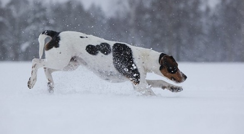 点击大图看下一张：活泼温顺的哈尔登猎犬图片
