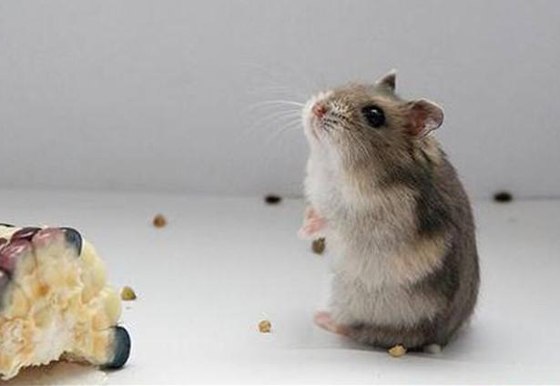 点击大图看下一张：一组小巧聪明的小仓鼠图片