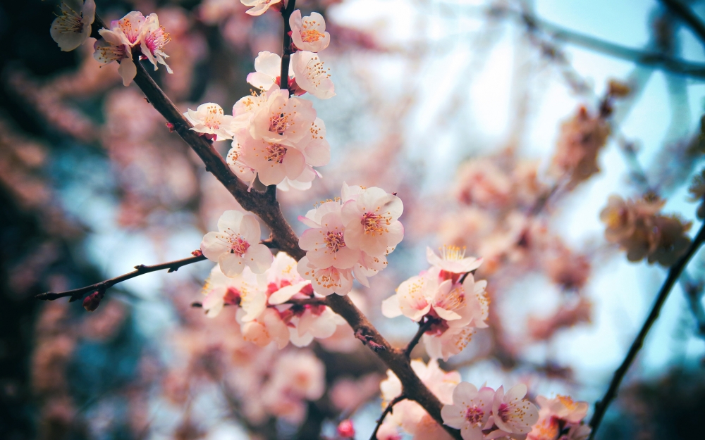 点击大图看下一张：唯美迷人的樱花风景桌面壁纸