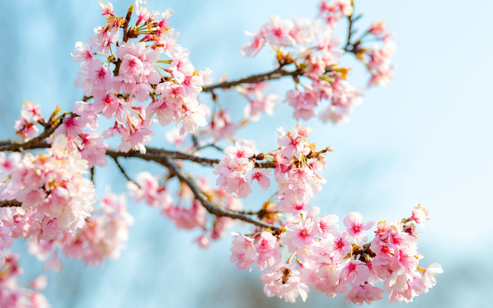 点击大图看下一张：唯美迷人的樱花风景桌面壁纸