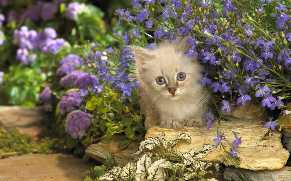 点击大图看下一张：一组猫咪在花丛中的图片